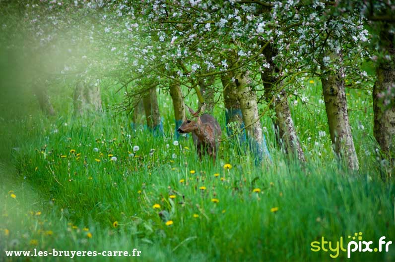 photographie confit cidre calvados