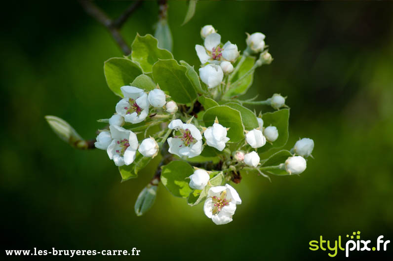 photographie confit cidre calvados