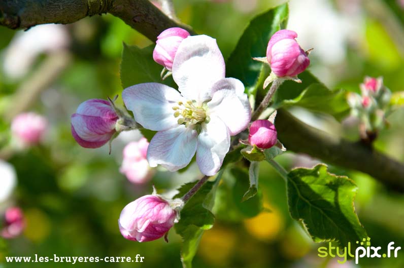 photographie confit cidre calvados