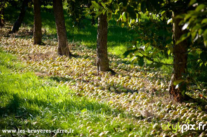 photographie confit cidre calvados