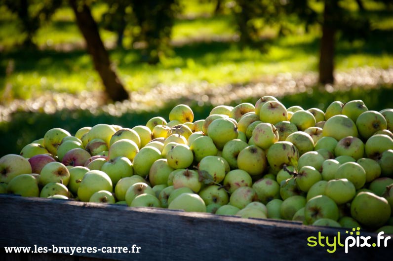 photographie confit cidre calvados