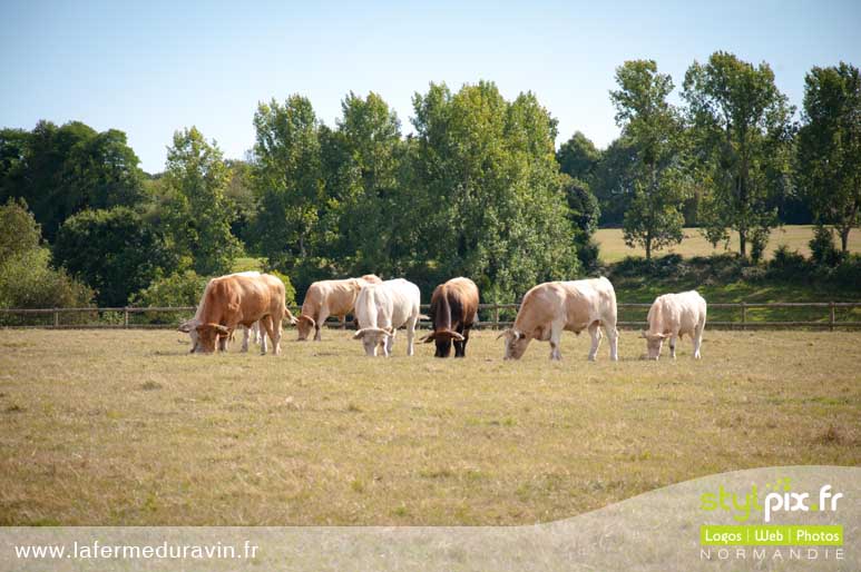 photographie gite cambremer calvados normandie-4