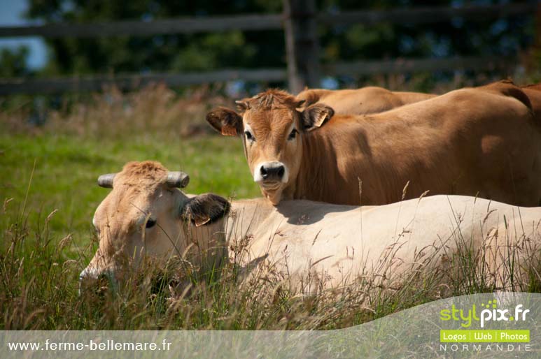 photographies ferme cormeilles eure