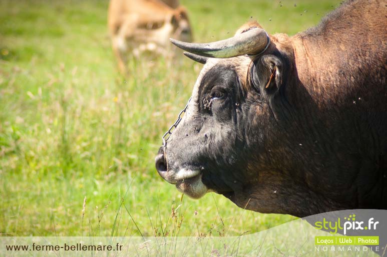 photographies ferme cormeilles eure