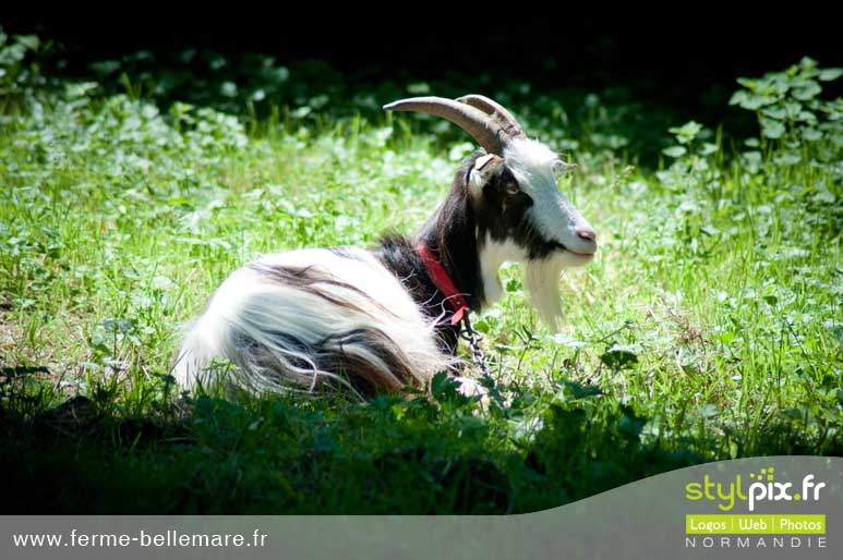 photographies ferme cormeilles eure