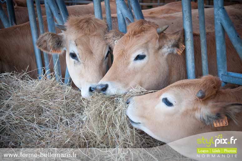 photographies ferme cormeilles eure