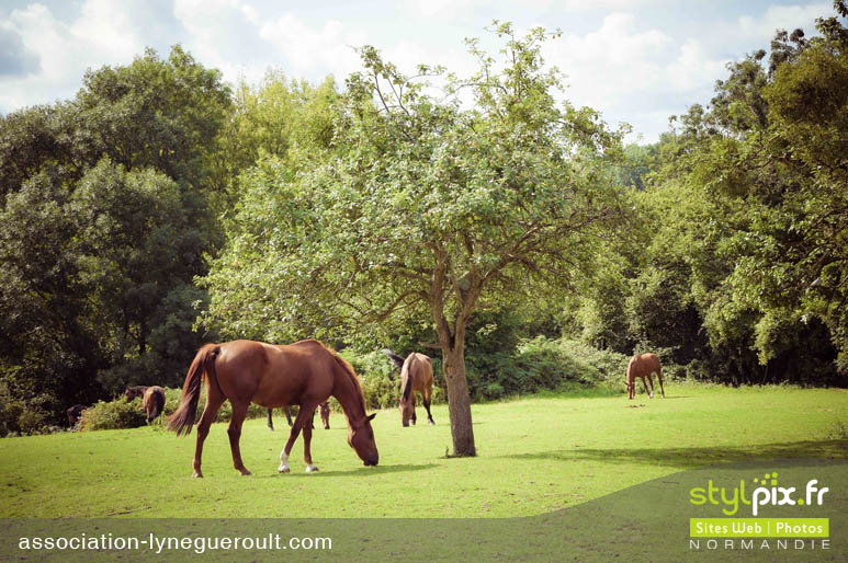 photographe chevaux haras cambremer calvados