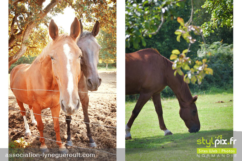 photographe chevaux haras cambremer calvados