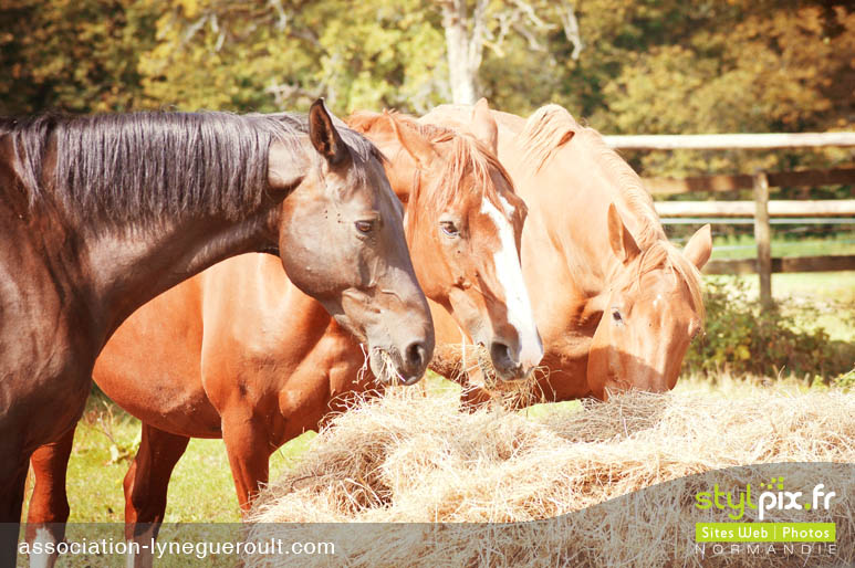 photographe chevaux haras cambremer calvados