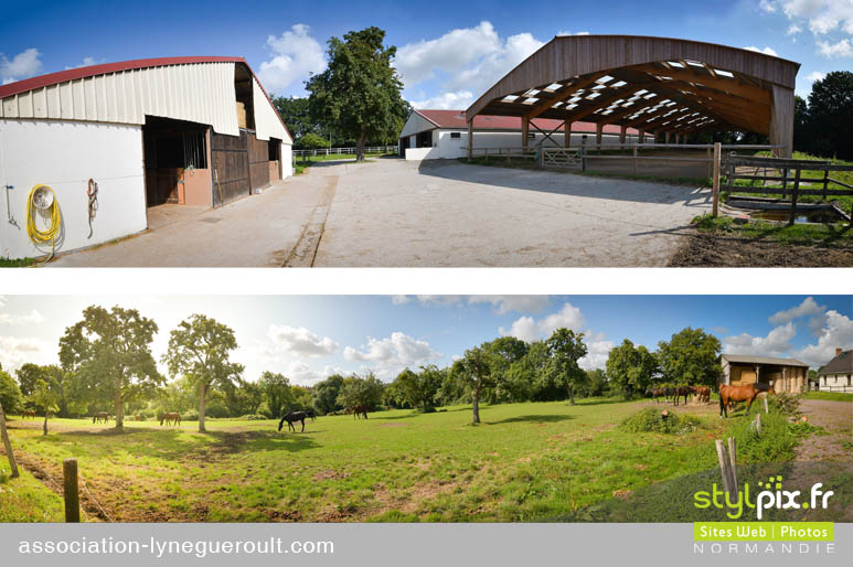 photographe chevaux haras cambremer calvados