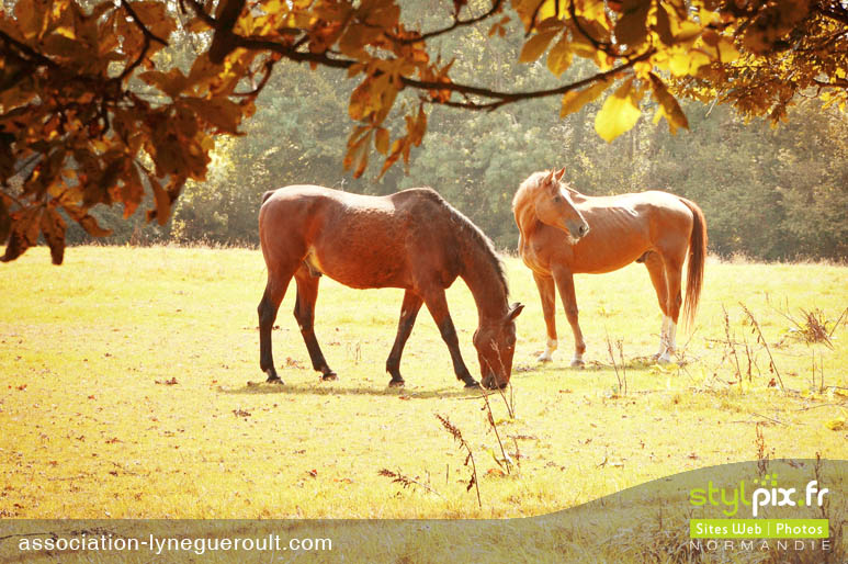 photographe chevaux haras cambremer calvados