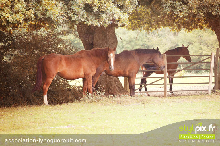 photographe chevaux haras cambremer calvados