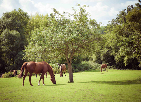 photographe chevaux haras cambremer calvados