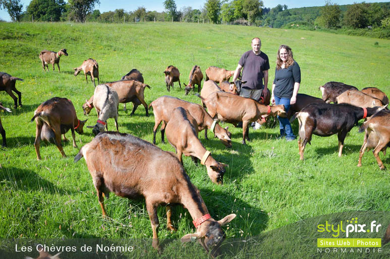 photographie chèvre artisanal